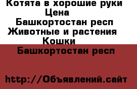 Котята в хорошие руки › Цена ­ 5 - Башкортостан респ. Животные и растения » Кошки   . Башкортостан респ.